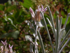 Parolinia platypetala