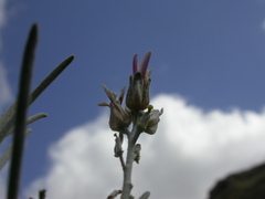 Parolinia platypetala