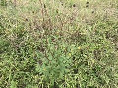 Bidens biternata