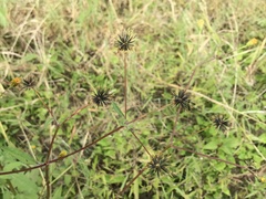 Bidens biternata