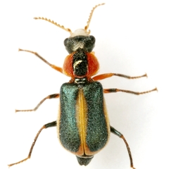 Collops limbellus