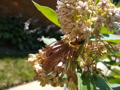Asclepias syriaca