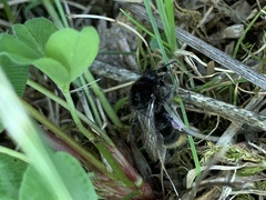 Bombus soroeensis