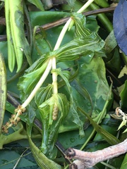Potamogeton × nitens