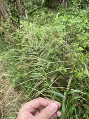 Paspalum paniculatum