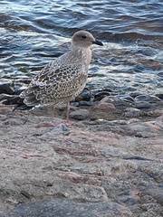 Larus argentatus