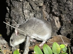 Saccostomus campestris