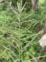 Paspalum paniculatum
