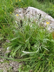 Omalotheca norvegica