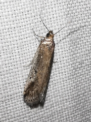 Euzophera cinerosella