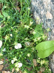 Sagina procumbens