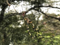 Trichonephila clavata