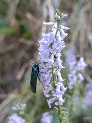 Anarrhinum bellidifolium