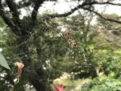 Trichonephila clavata