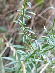 Anarrhinum bellidifolium