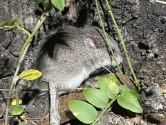 Saccostomus campestris