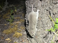 Saccostomus campestris