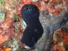 Phallusia fumigata
