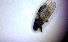 Coelopa