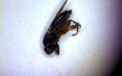 Coelopa