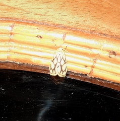 Miltochrista conjunctana