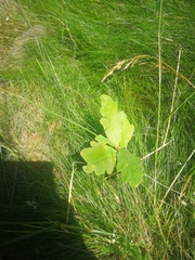 Quercus orocantabrica