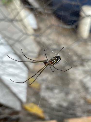 Leucauge argyra