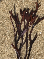 Ahnfeltiopsis linearis