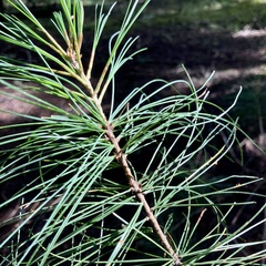 Pinus ayacahuite