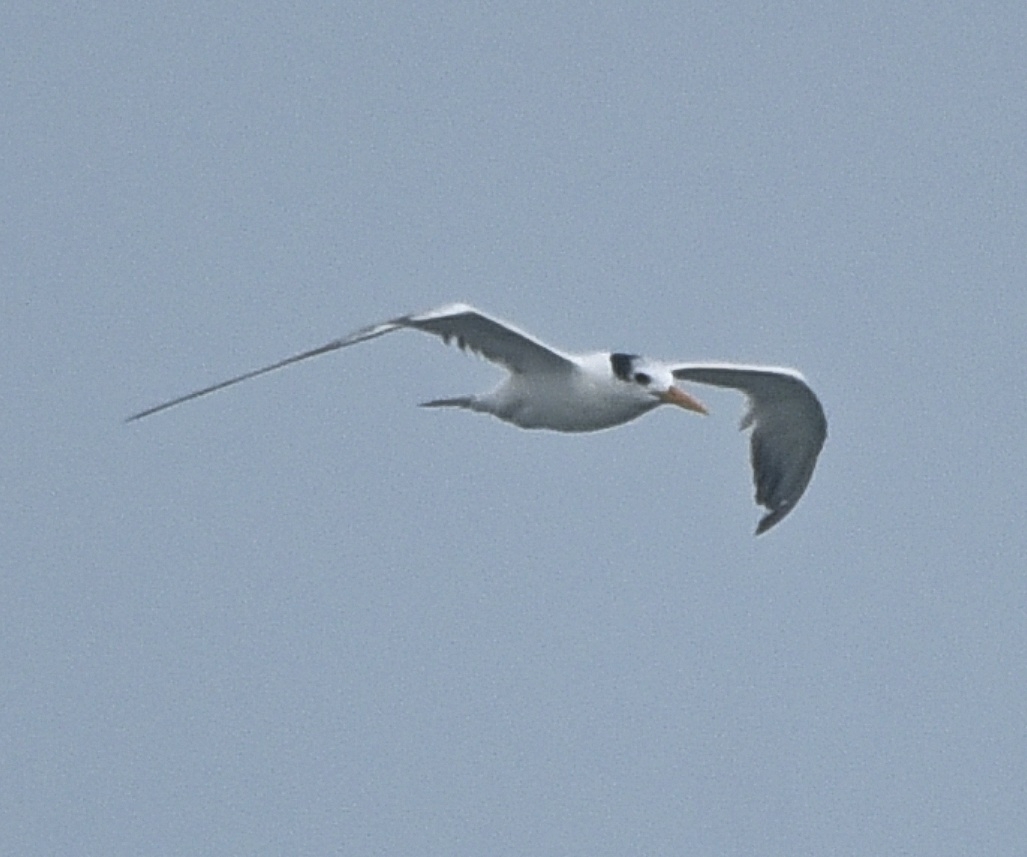 Lesser Crested Tern