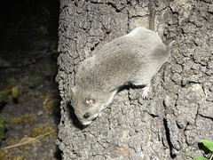 Saccostomus campestris