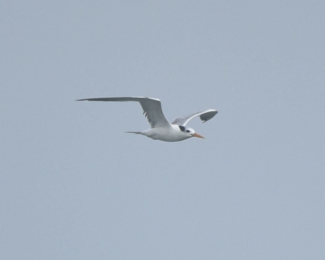 Lesser Crested Tern