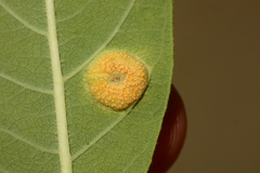 Puccinia smilacis