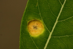 Puccinia smilacis