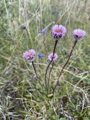 Erigeron borealis