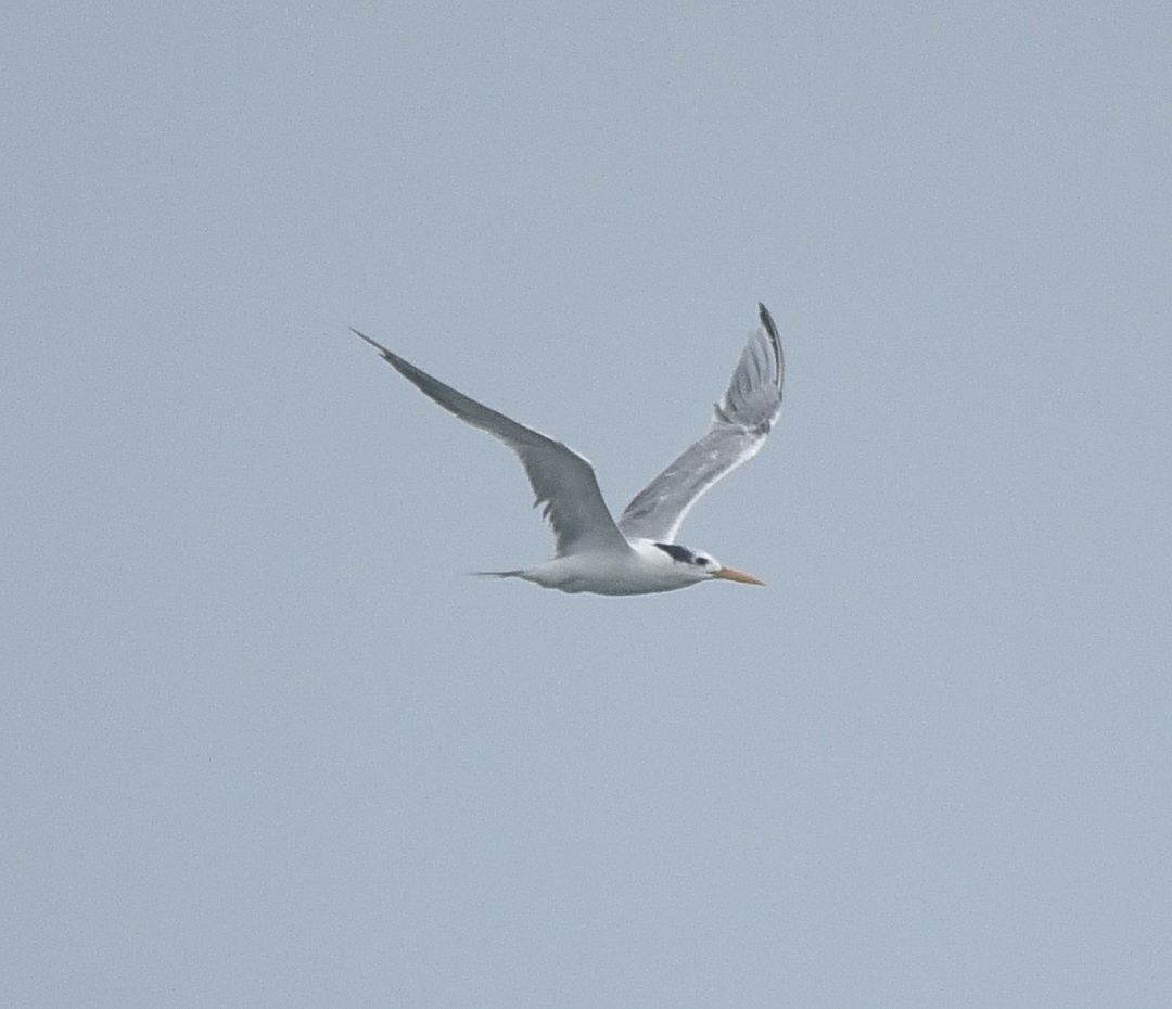 Lesser Crested Tern