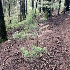 Pinus ayacahuite