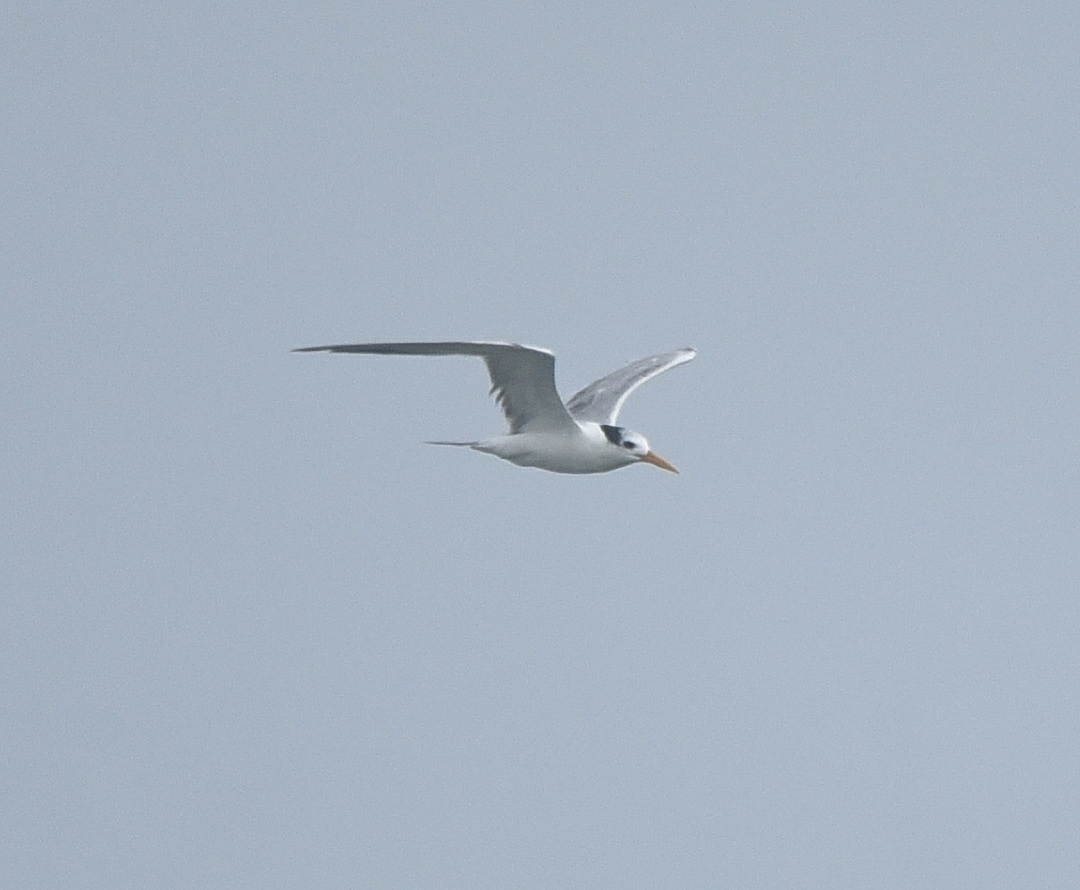 Lesser Crested Tern