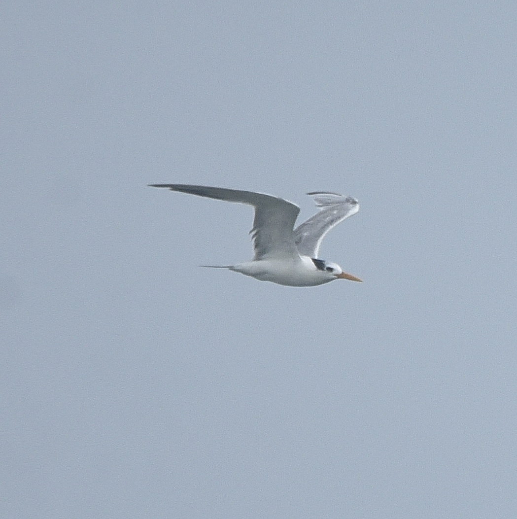 Lesser Crested Tern