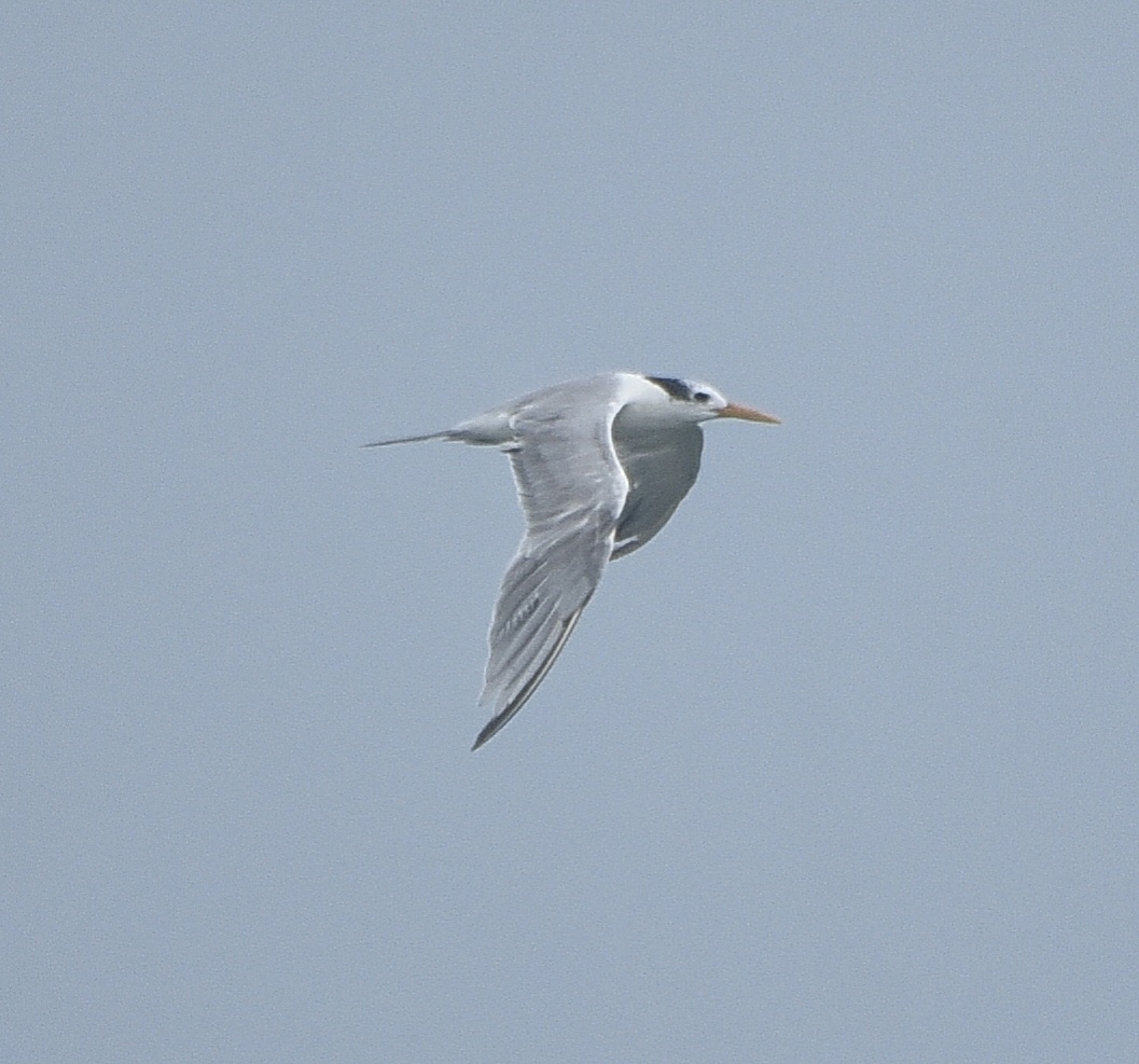 Lesser Crested Tern