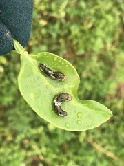Papilio xuthus
