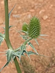 Eryngium duriaei