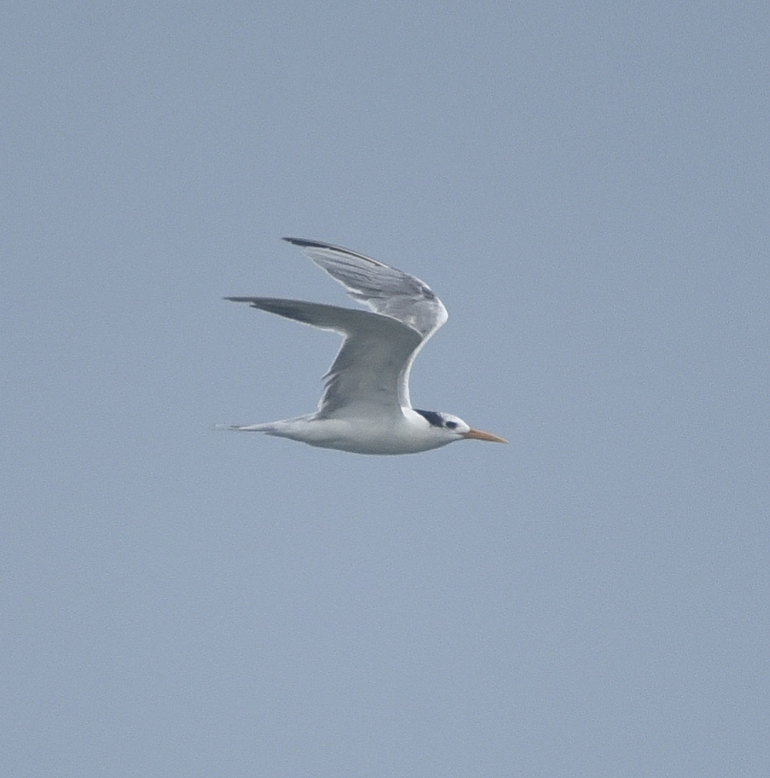 Lesser Crested Tern
