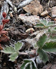 Potentilla × villosula
