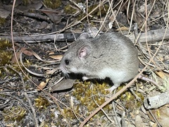 Saccostomus campestris