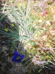 Gentiana pneumonanthe