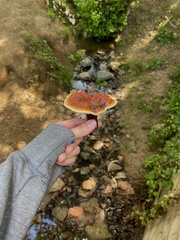 Ganoderma lucidum