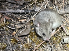 Saccostomus campestris