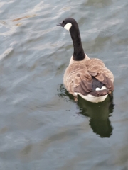 Branta canadensis