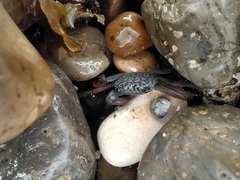 Geograpsus lividus